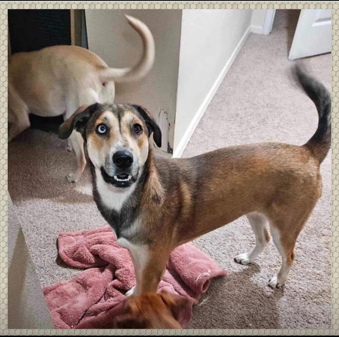 Enlarge Coco, a Adoptable mixed breed in El Paso, TX image 1/1