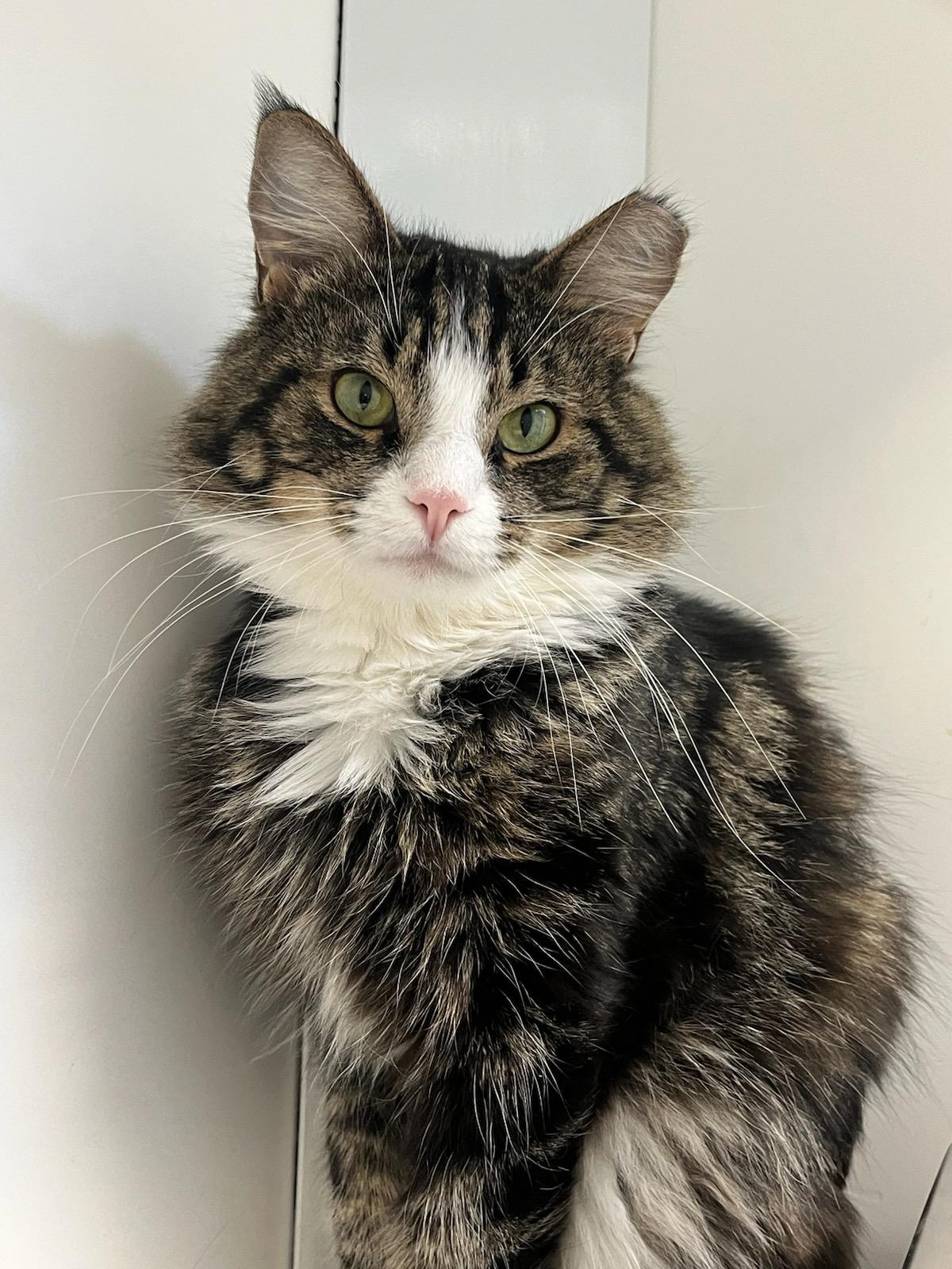 Pom Pom (ID 47519/2290), Young Male Domestic Medium Hair