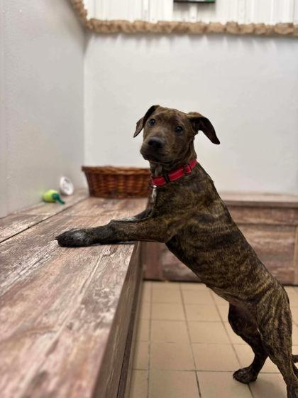 Blossom, Adoptable, Puppy Female Mixed Breed & Mixed Breed.