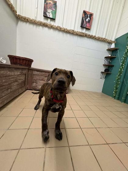 Enlarge Blossom, a Adoptable mixed breed in Scottsbluff, NE image 2/3