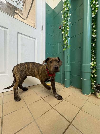 Enlarge Blossom, a Adoptable mixed breed in Scottsbluff, NE image 3/3