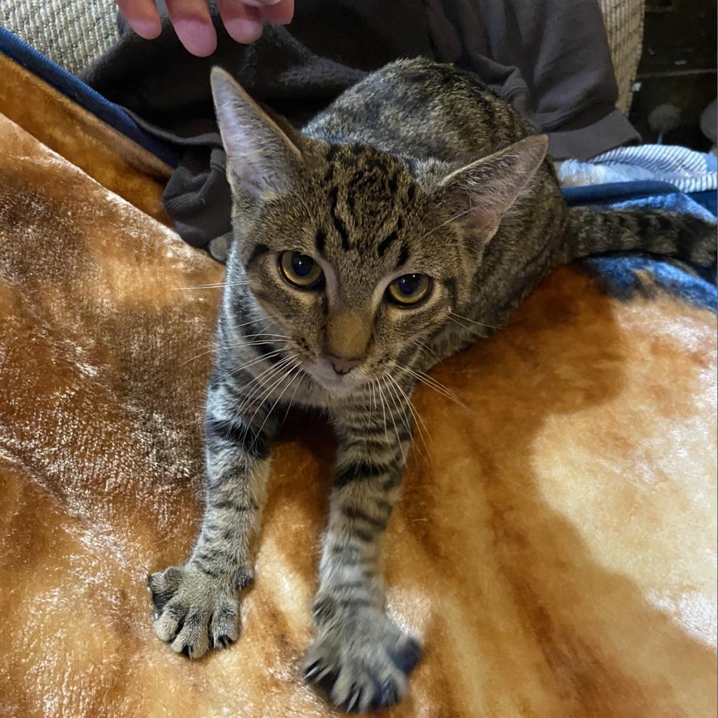 Enlarge Nod, a Adoptable Domestic Medium Hair in Veneta, OR image 1/2