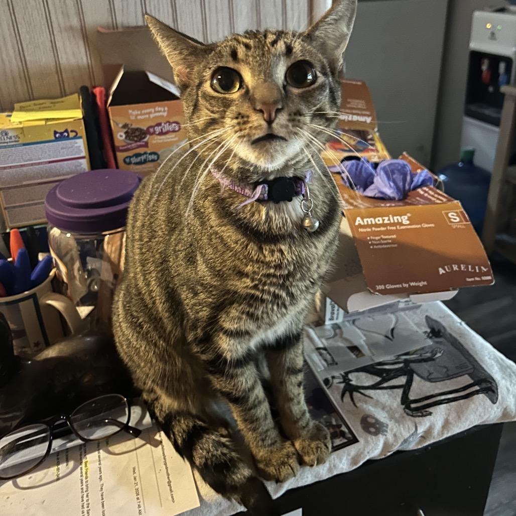 Enlarge Nod, a Adoptable Domestic Medium Hair in Veneta, OR image 2/2