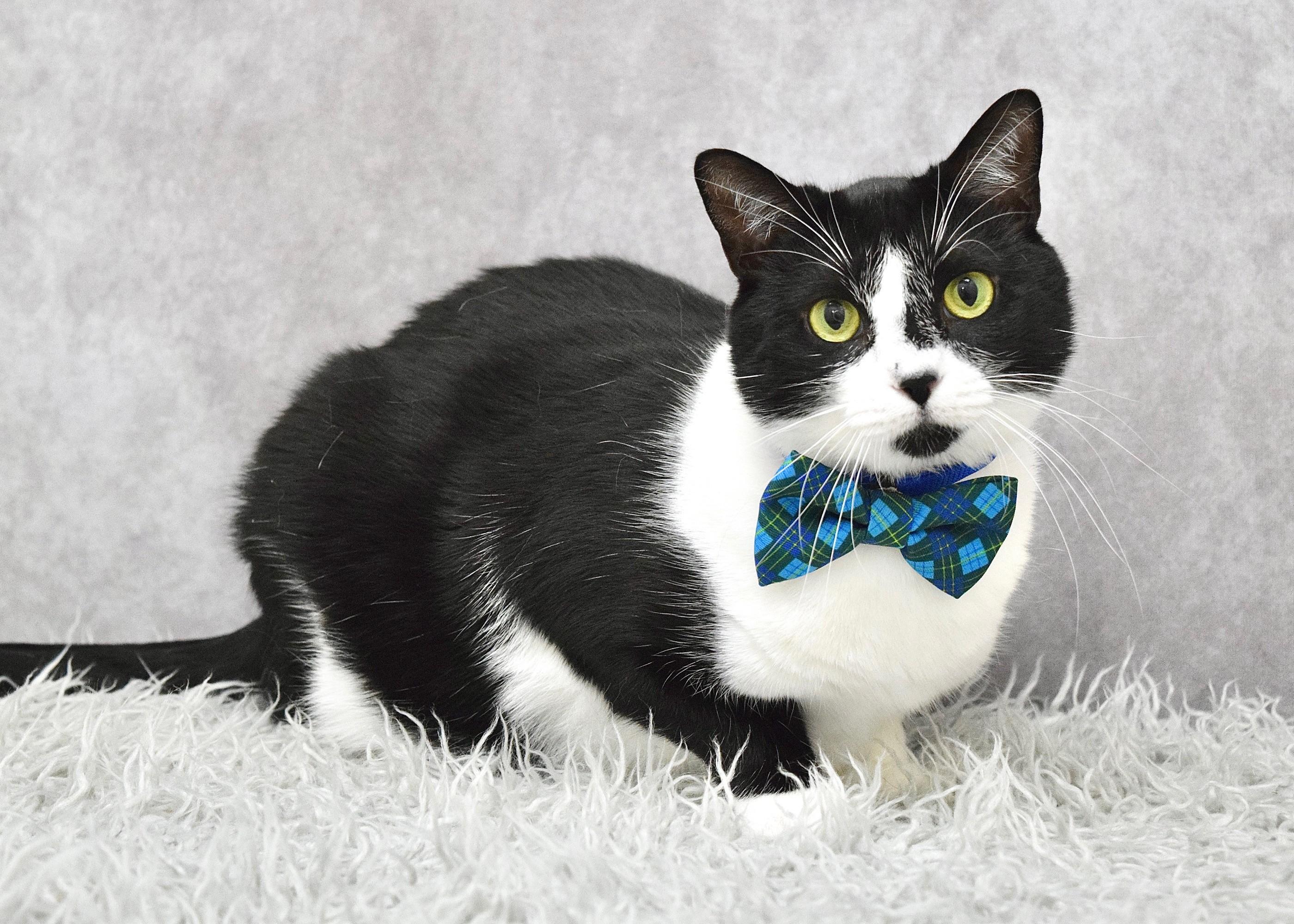Azul, a ADOPTABLE Domestic Short Hair in Dublin, CA image 3/3