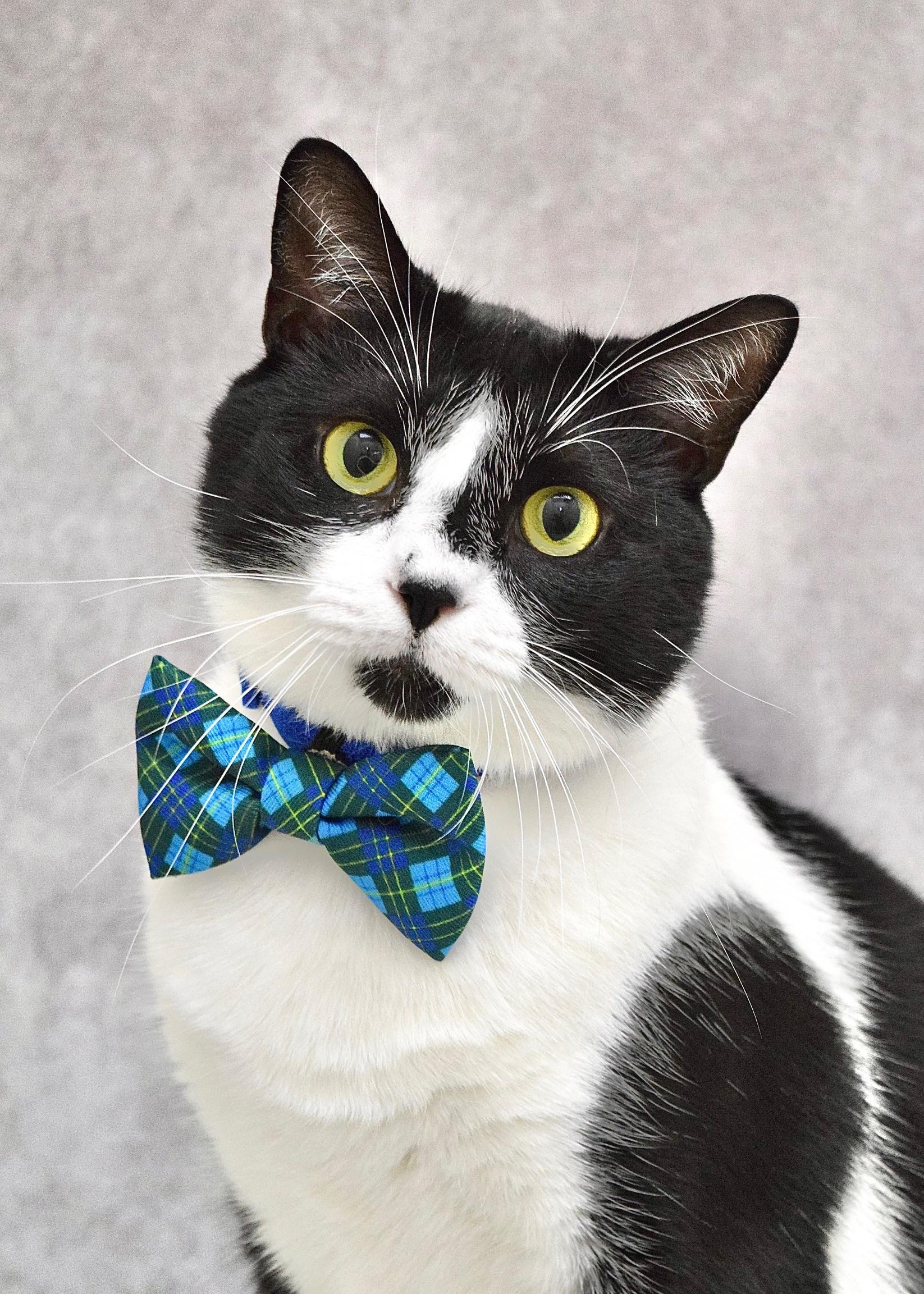Azul, a ADOPTABLE Domestic Short Hair in Dublin, CA image 1/3