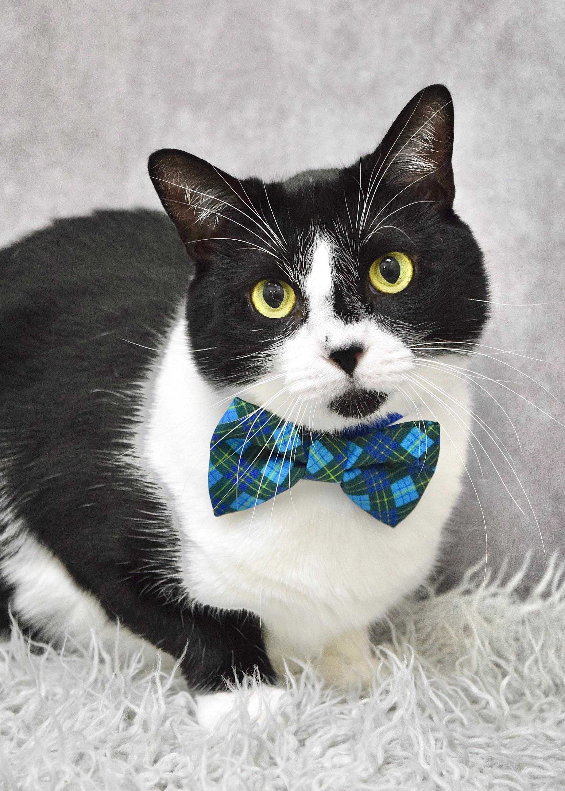 Azul, a ADOPTABLE Domestic Short Hair in Dublin, CA image 2/3