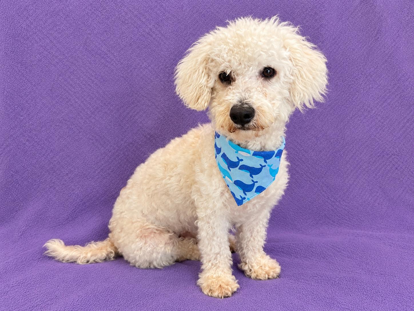 Enlarge Sully, a Adopted Bichon Frise in Lodi, CA image 3/5