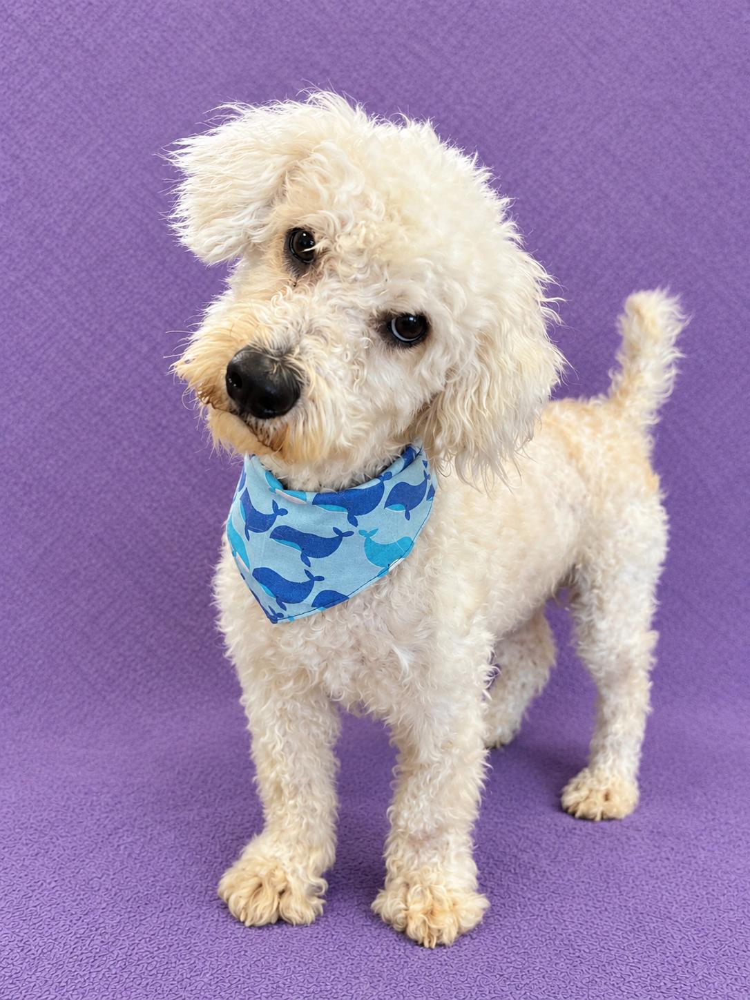 Sully, Adopted, Young Male Bichon Frise.