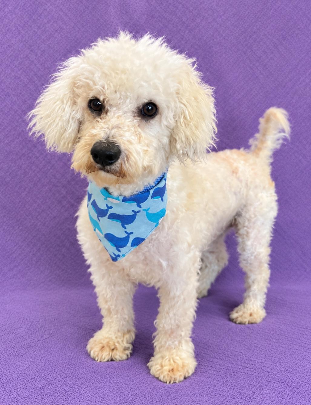 Enlarge Sully, a Adopted Bichon Frise in Lodi, CA image 5/5