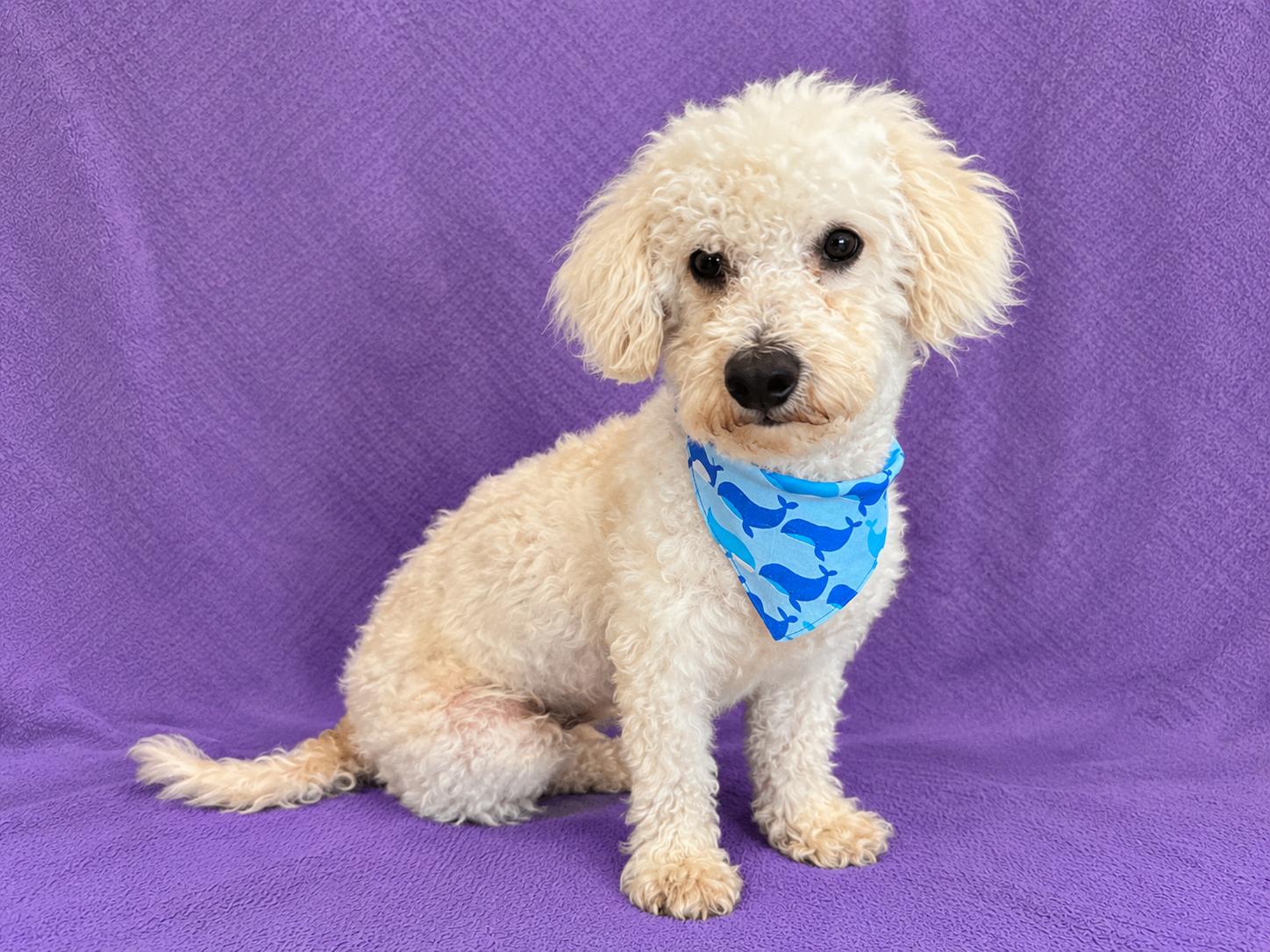 Enlarge Sully, a Adopted Bichon Frise in Lodi, CA image 4/5