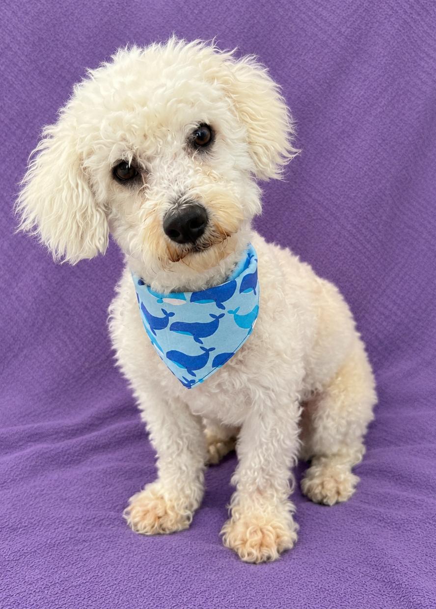 Enlarge Sully, a Adopted Bichon Frise in Lodi, CA image 2/5