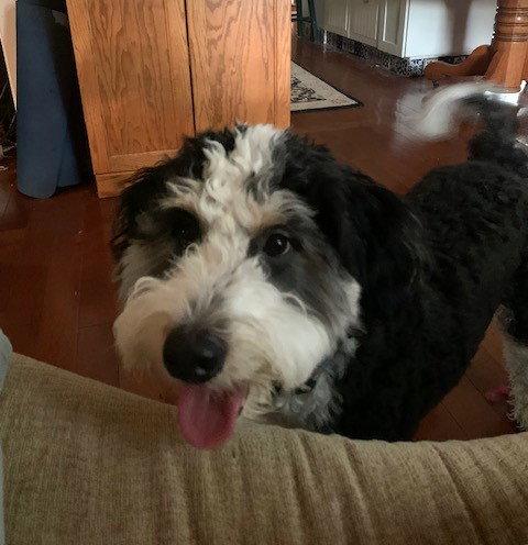 Enlarge Bernie**NO MORE APPS**, a Adopted mixed breed in Wheaton, IL image 1/3
