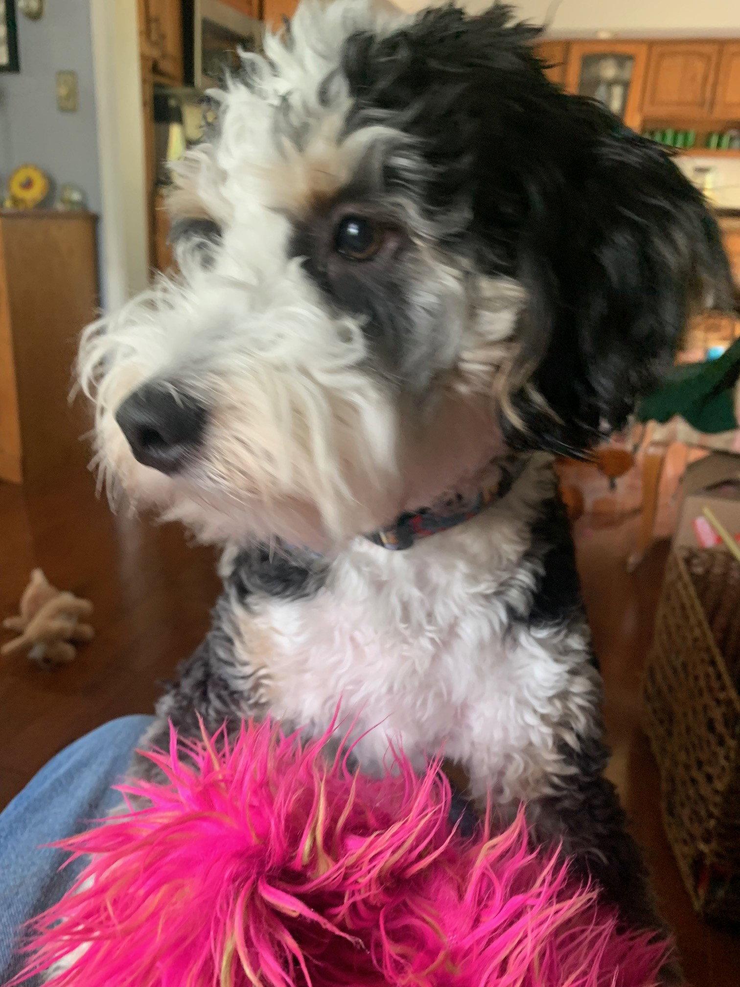 Enlarge Bernie**NO MORE APPS**, a Adopted mixed breed in Wheaton, IL image 2/3