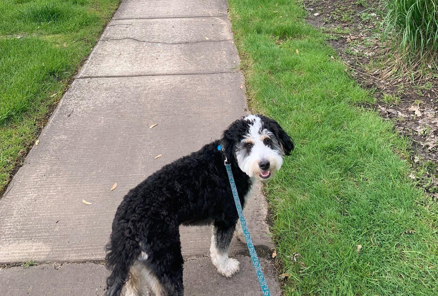 Enlarge Bernie**NO MORE APPS**, a Adopted mixed breed in Wheaton, IL image 3/3