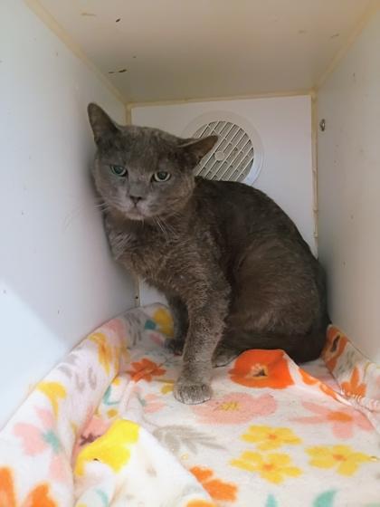 Timmy, Adoptable, Adult Male Domestic Short Hair & Domestic Short Hair.