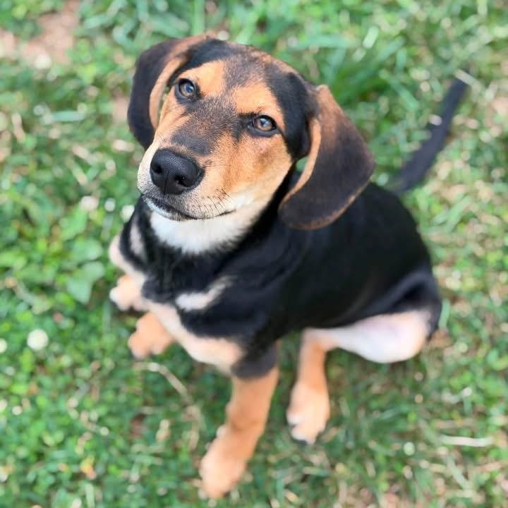 Badger, an adopted mixed breed in Monroe, OH image 1/6