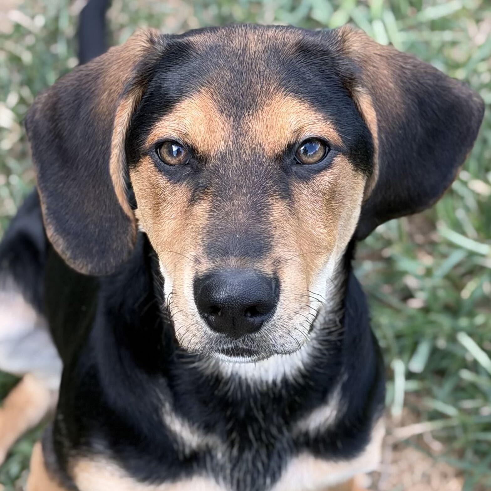 Badger, a ADOPTABLE mixed breed in Monroe, OH image 1/6