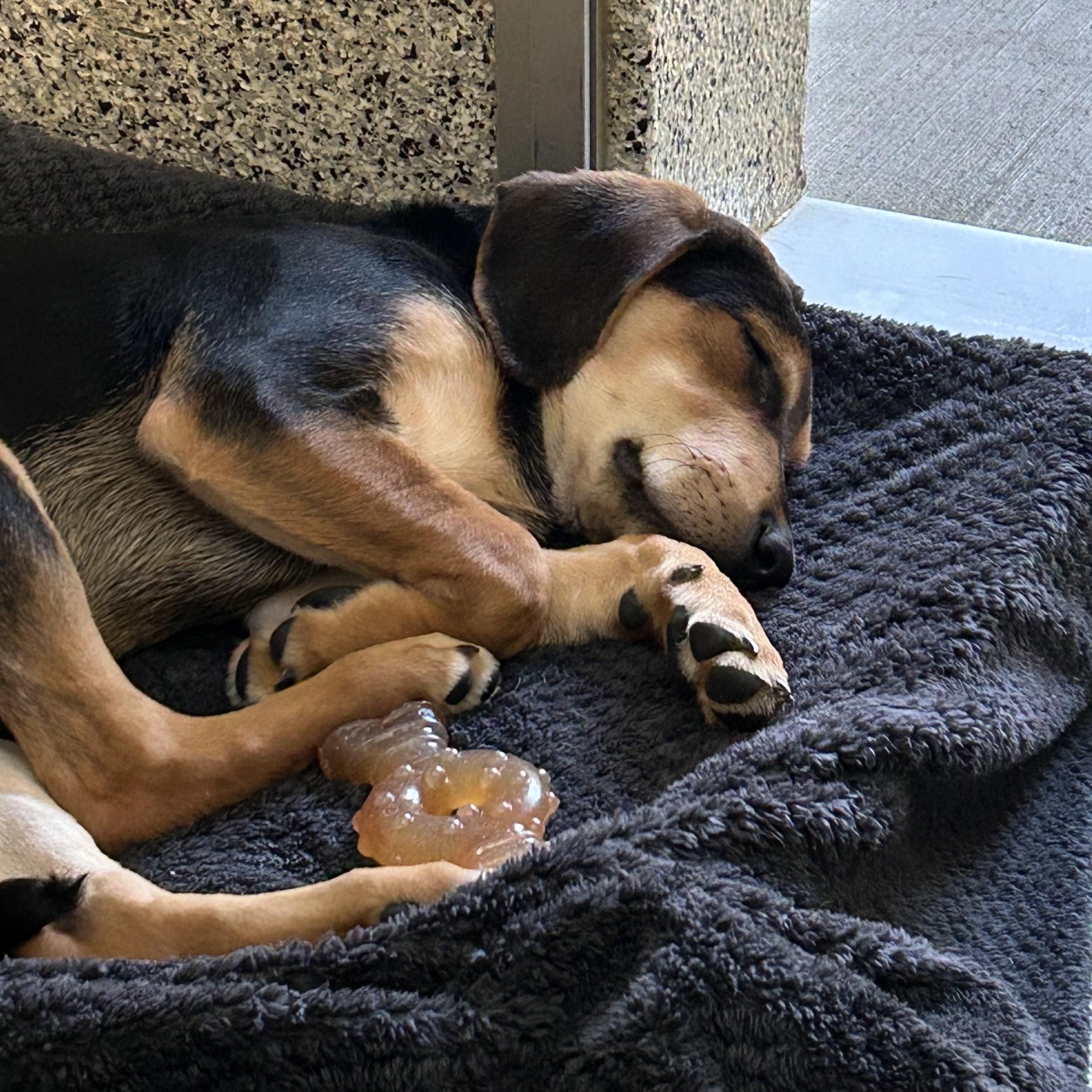 Badger, a ADOPTABLE mixed breed in Monroe, OH image 4/6