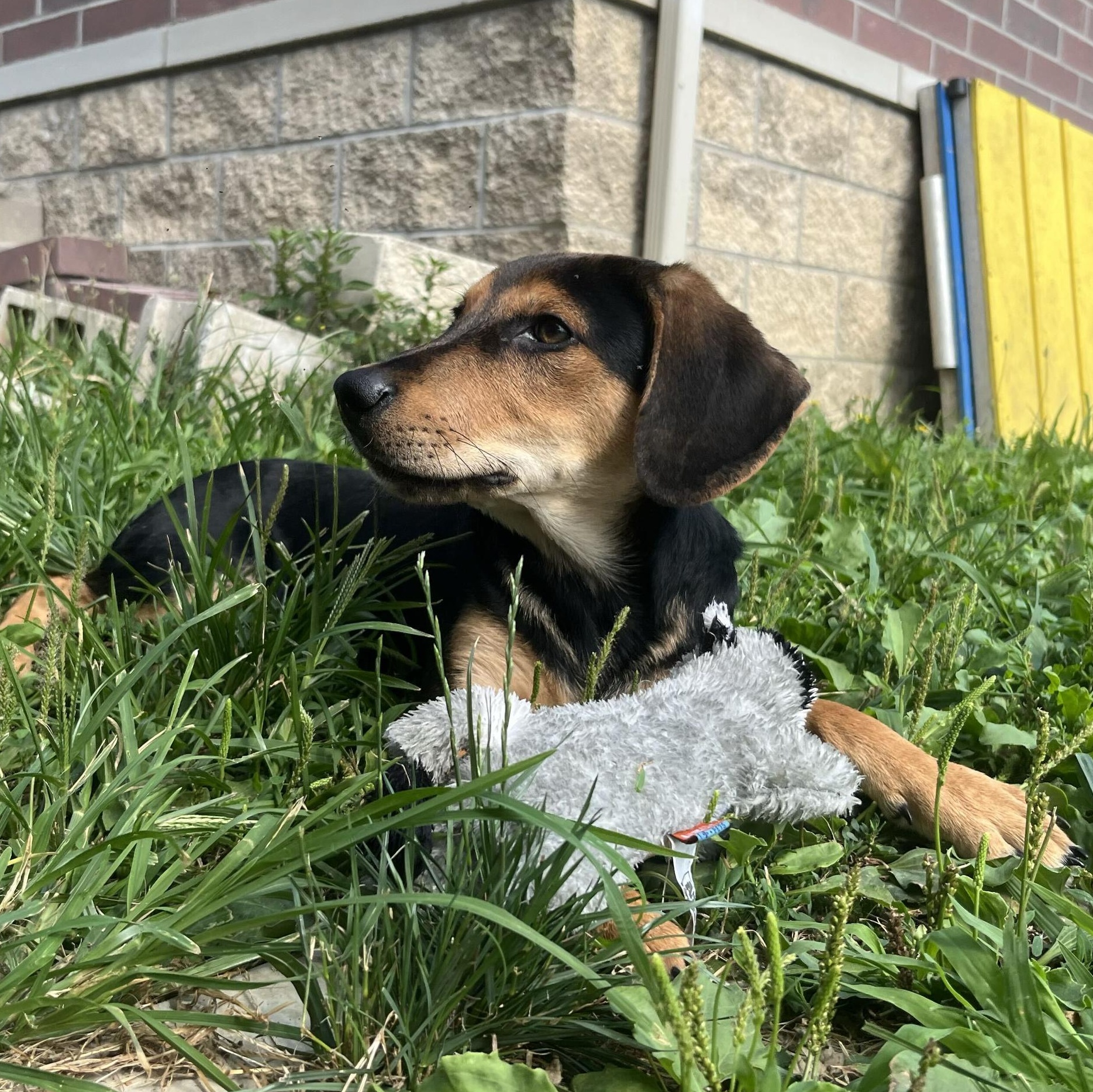 Badger, a ADOPTABLE mixed breed in Monroe, OH image 6/6