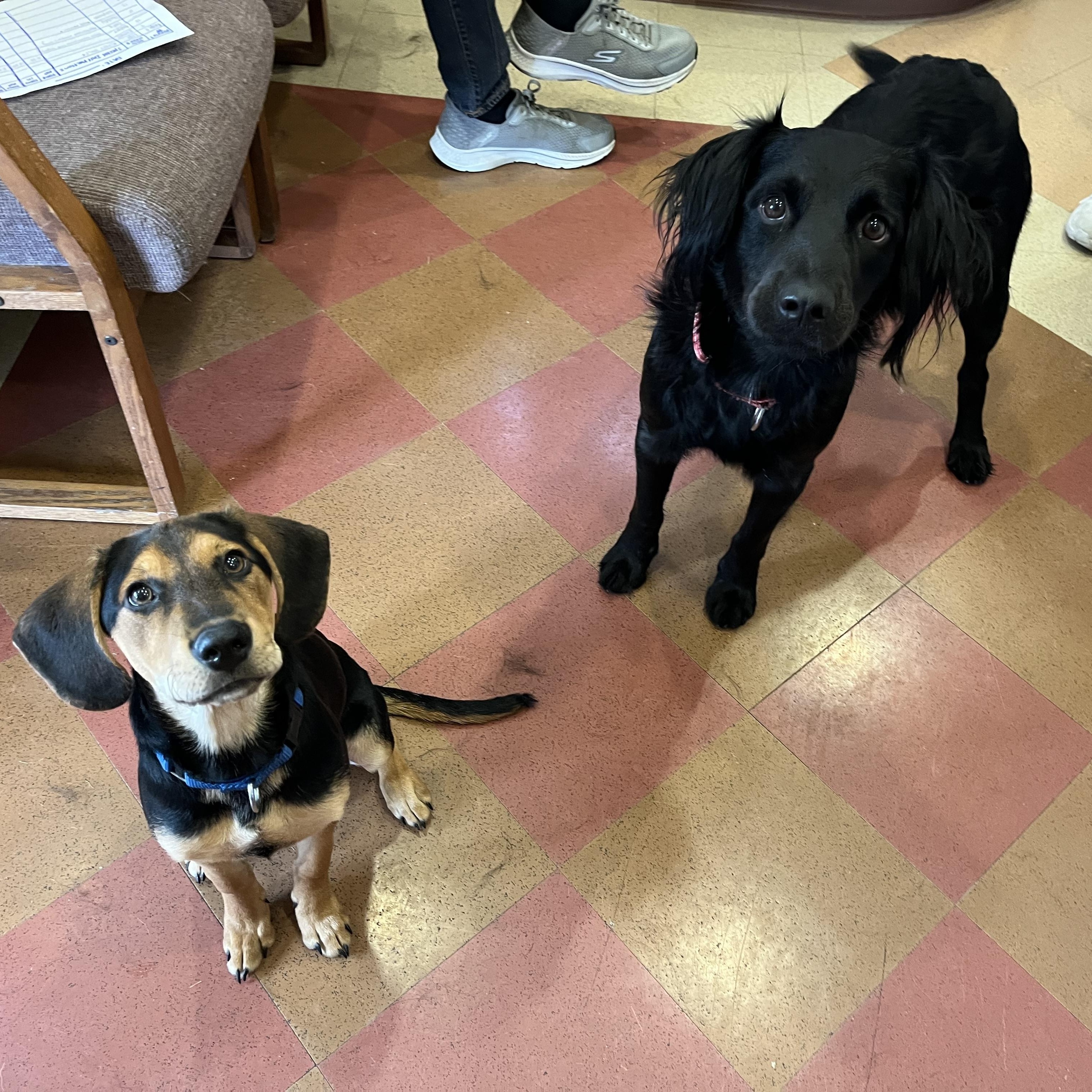 Badger, a ADOPTABLE mixed breed in Monroe, OH image 3/6