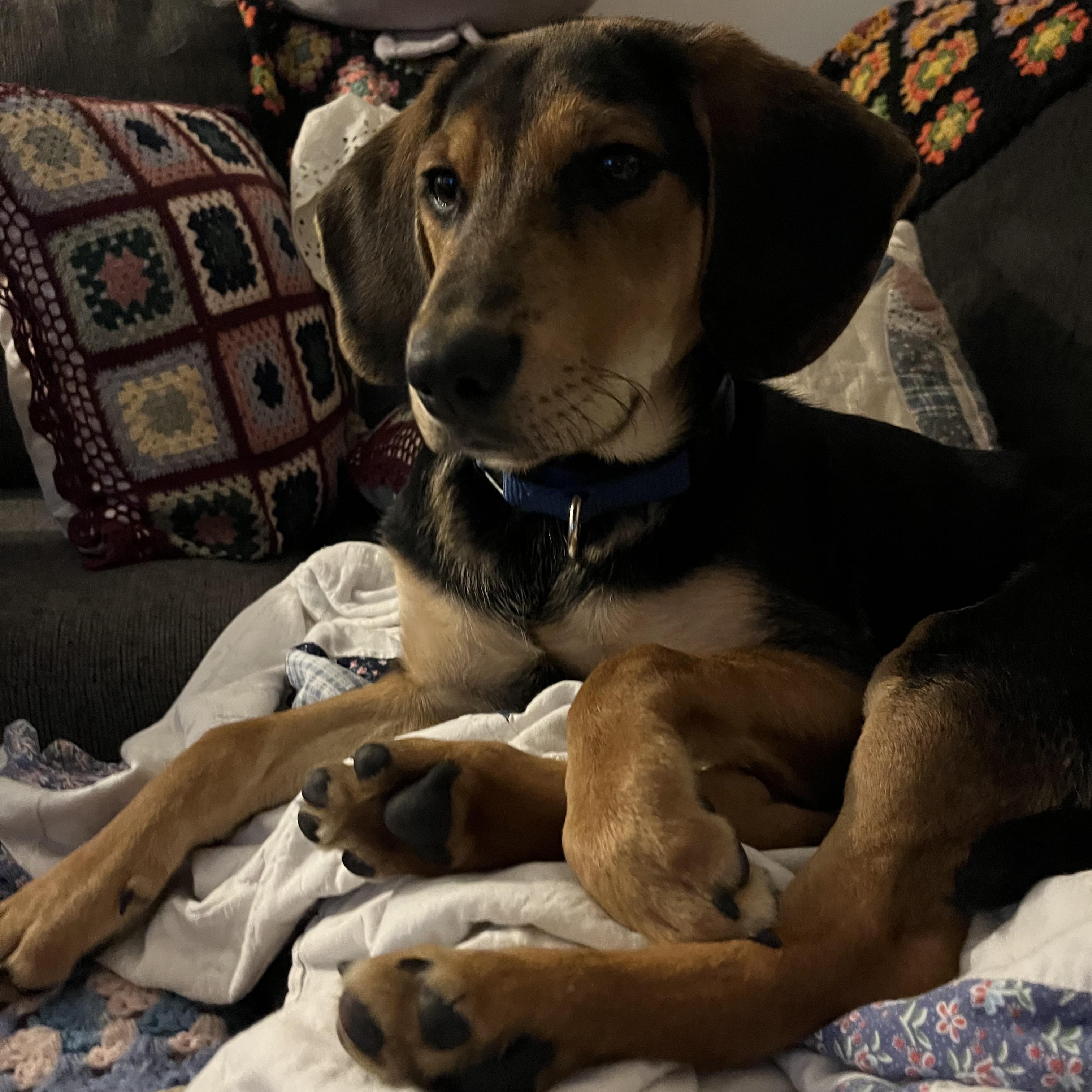 Badger, an adopted mixed breed in Monroe, OH image 5/6