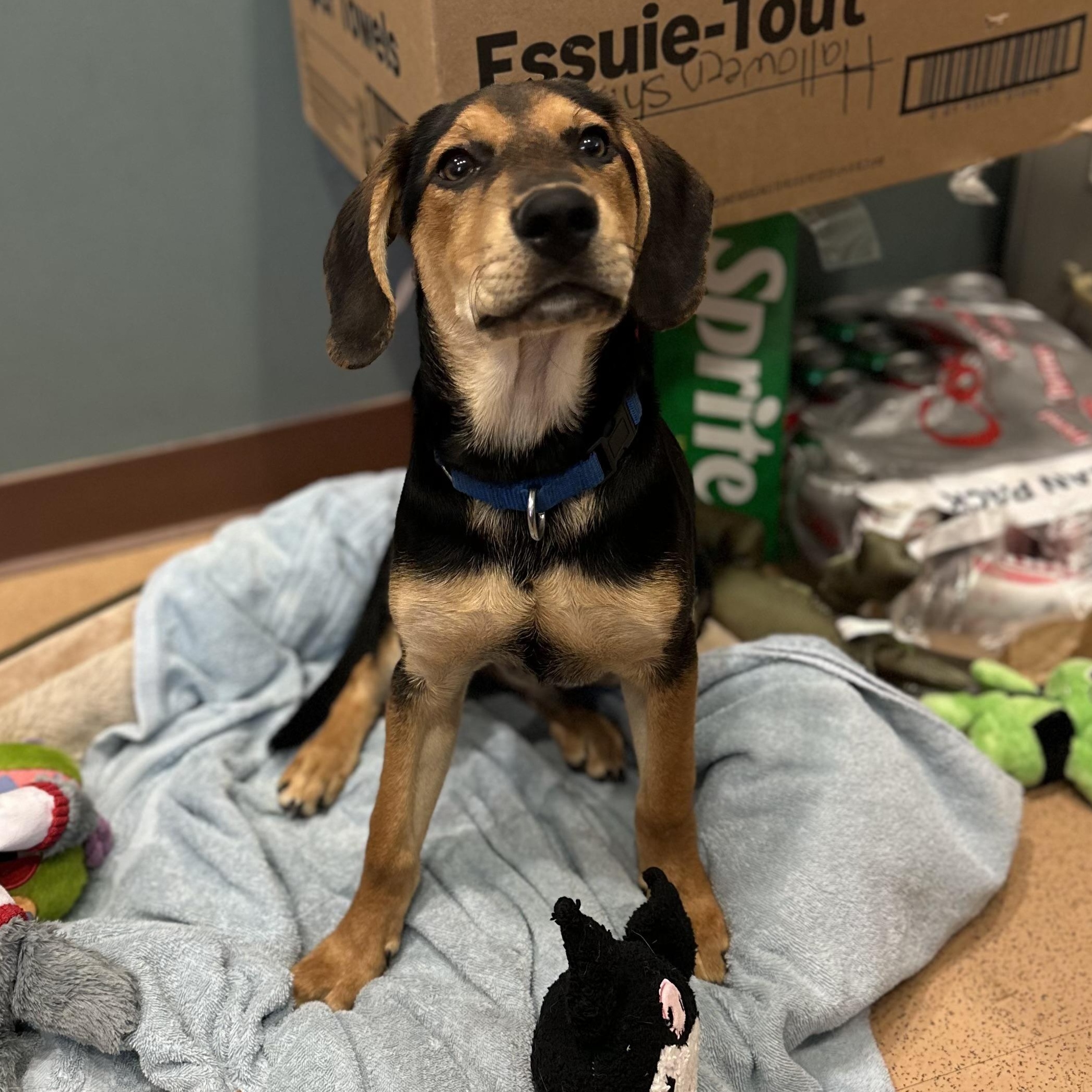 Badger, a ADOPTABLE mixed breed in Monroe, OH image 5/6