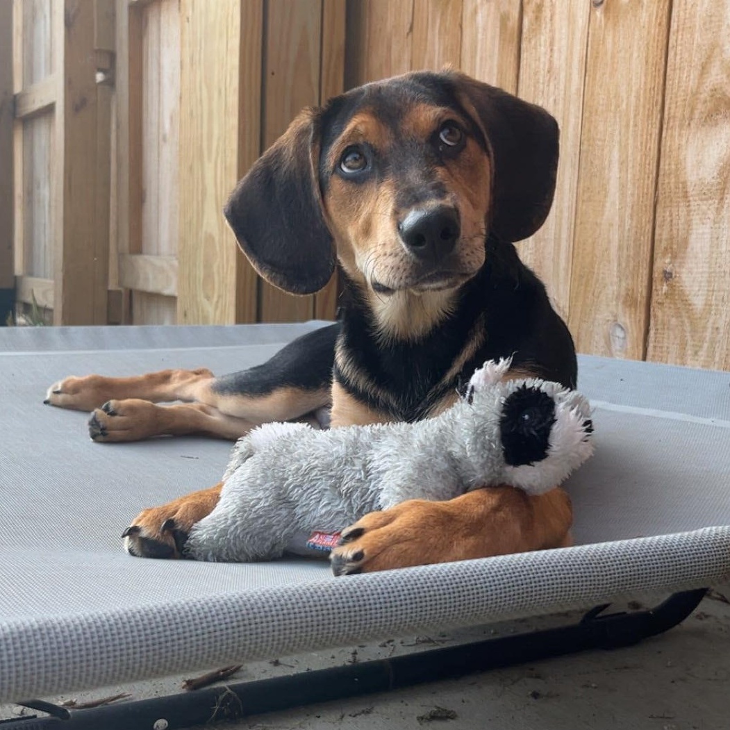 Badger, a ADOPTABLE mixed breed in Monroe, OH image 2/6
