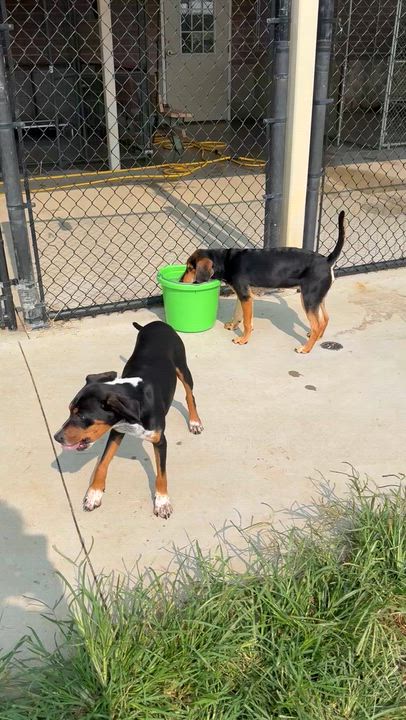 Enlarge Badger, an adopted mixed breed in Monroe, OH video 4/6