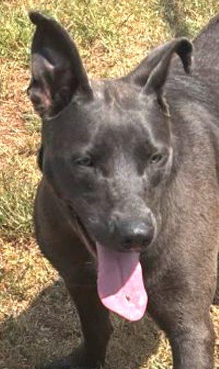 Enlarge Eloise, a Adoptable Pit Bull Terrier in Carrollton, GA image 1/3