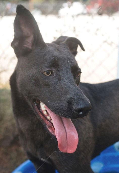 Enlarge Eloise, a Adoptable Pit Bull Terrier in Carrollton, GA image 2/3