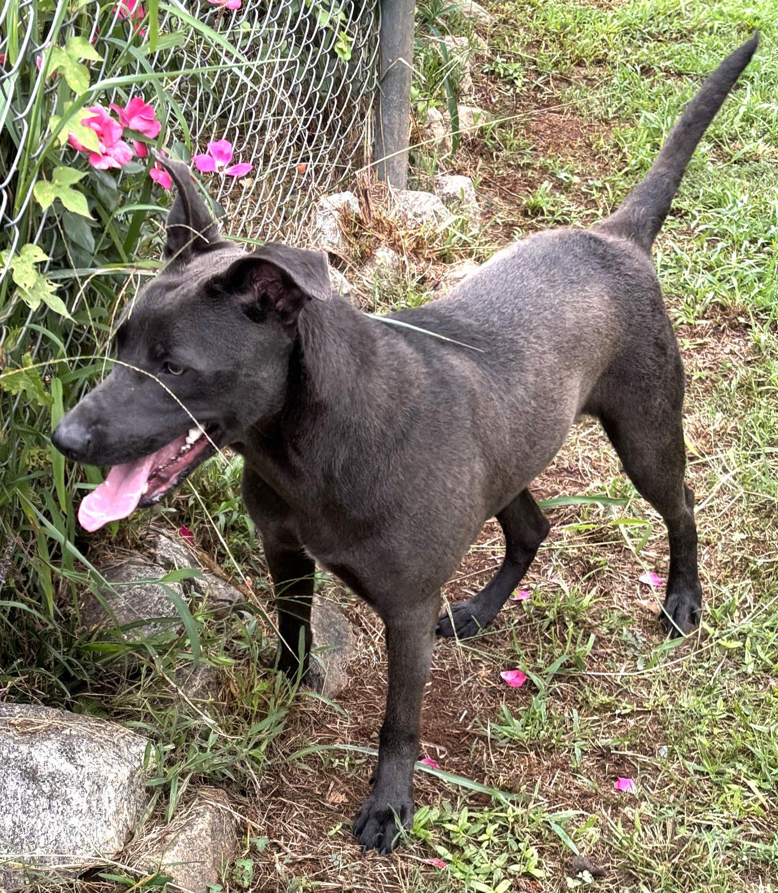 Enlarge Eloise, a Adoptable Pit Bull Terrier in Carrollton, GA image 3/3