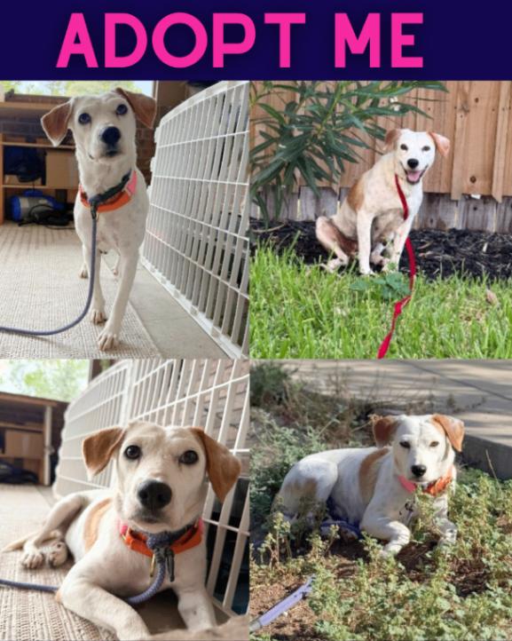 Evee, Adoptable, Young Female Beagle & Australian Cattle Dog / Blue Heeler.