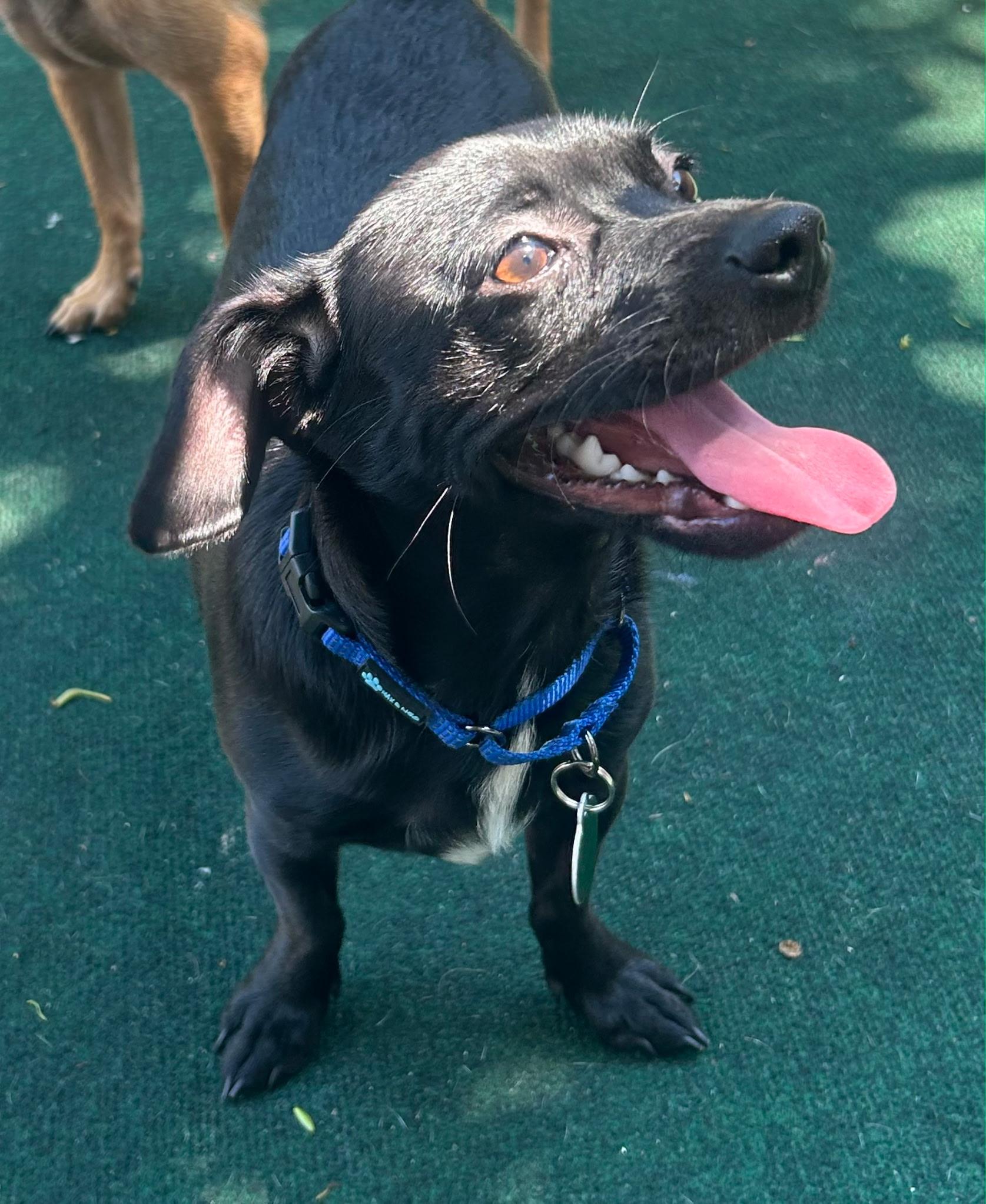 Tray, an adopted mixed breed in Lake Worth, FL image 5/6