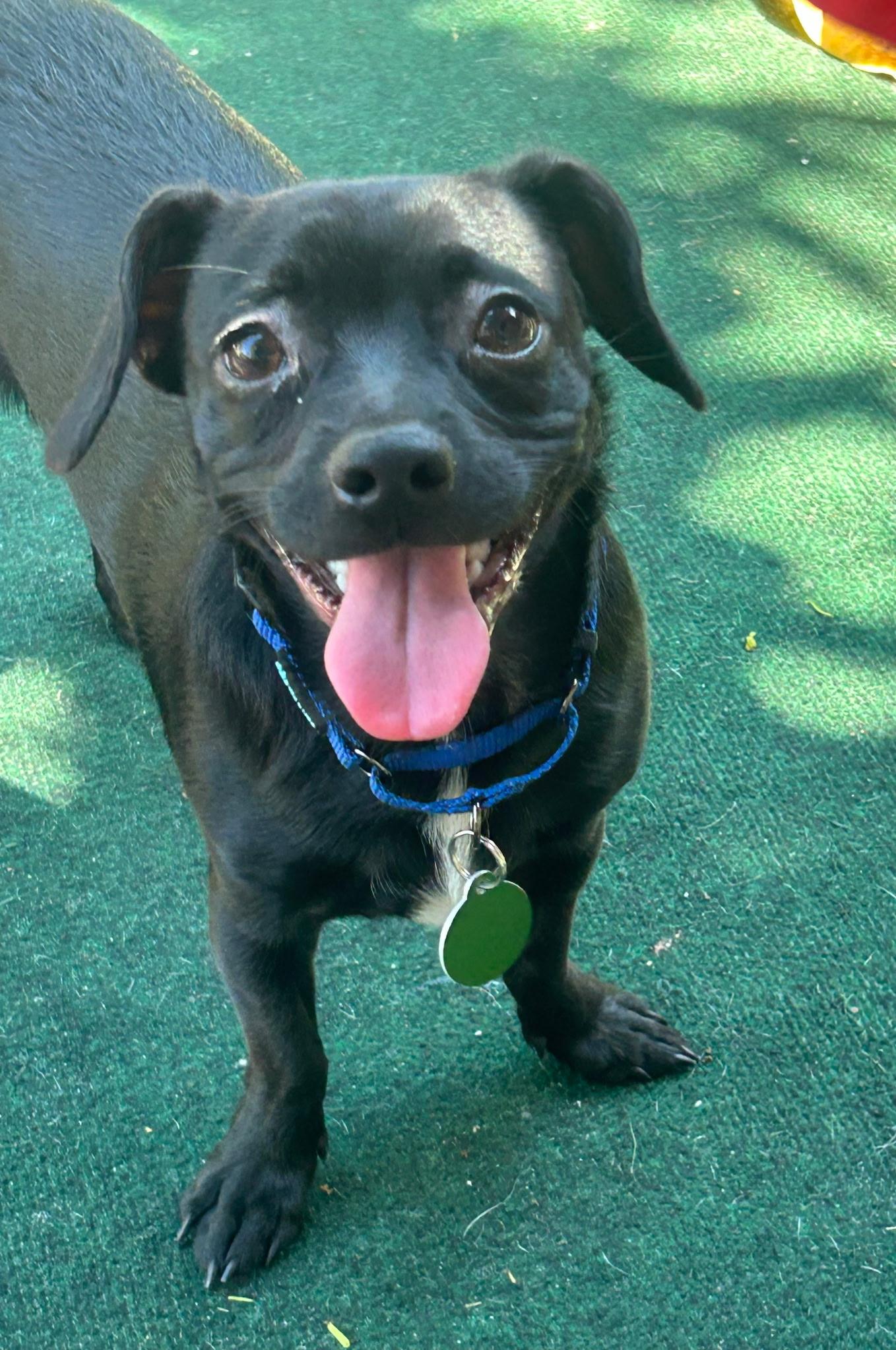 Tray, an adopted mixed breed in Lake Worth, FL image 6/6