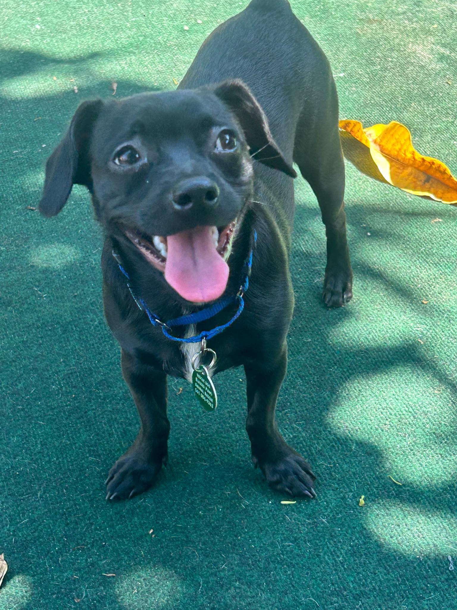 Tray, an adopted mixed breed in Lake Worth, FL image 4/6