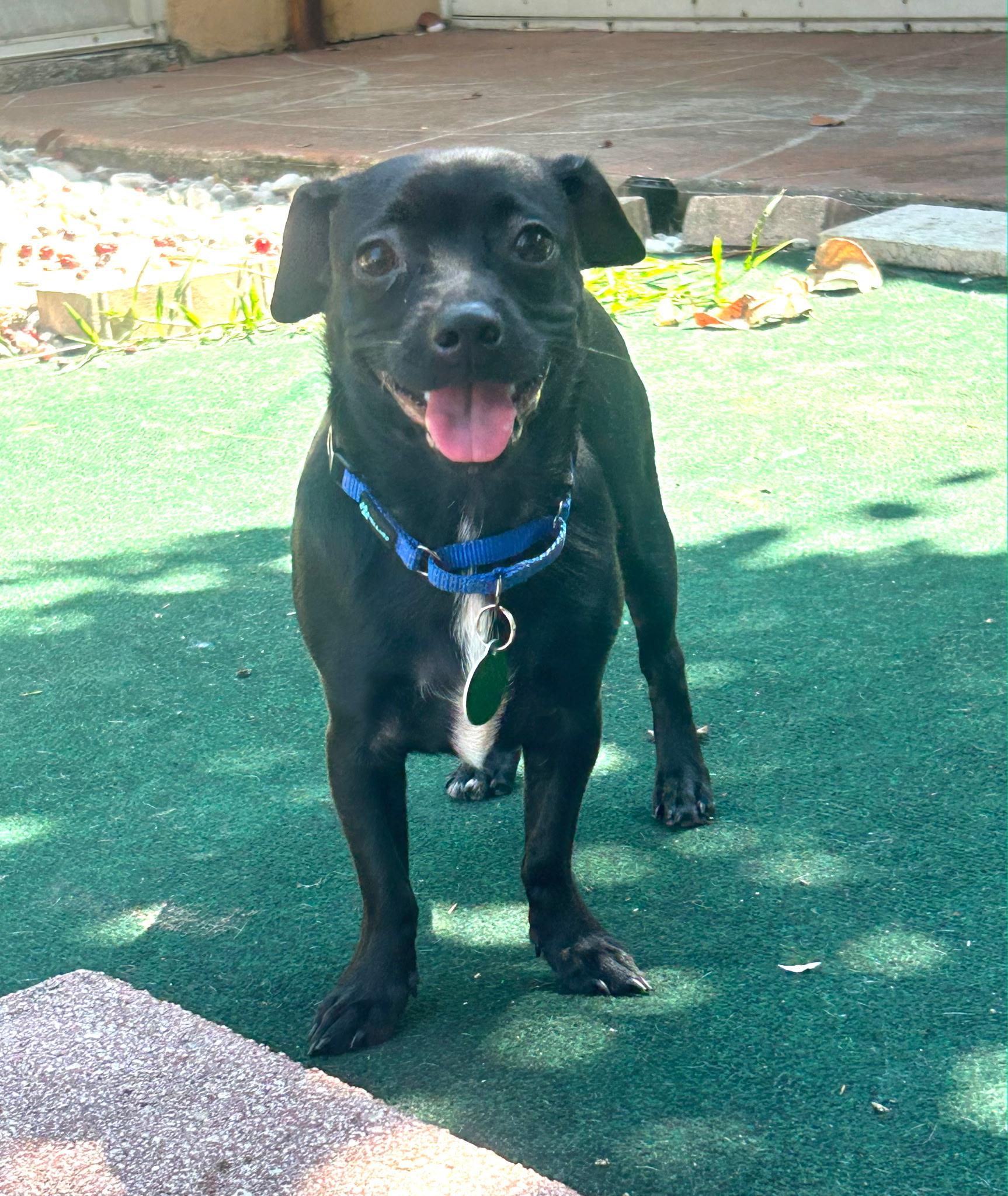 Tray, an adopted mixed breed in Lake Worth, FL image 3/6