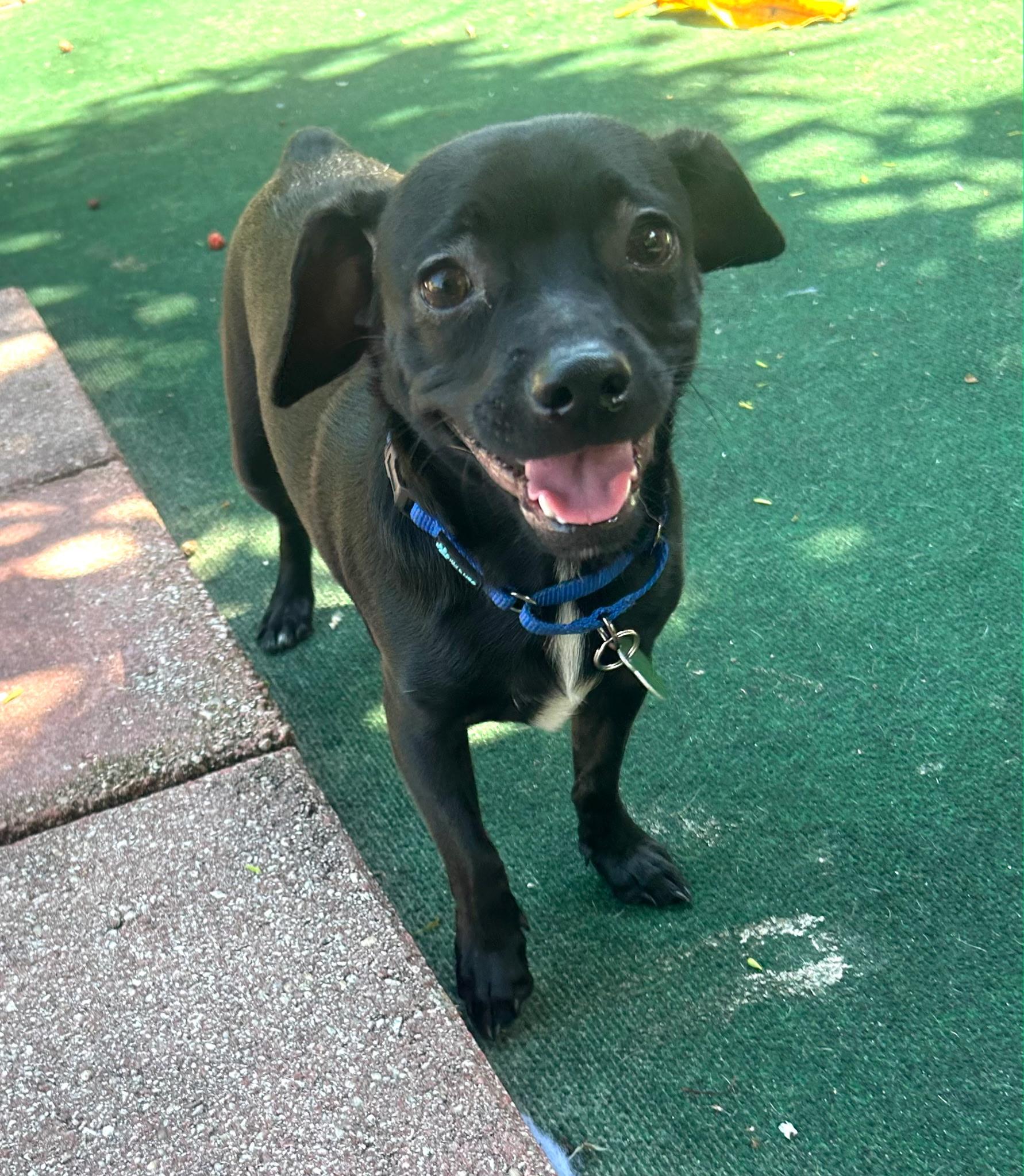 Tray, an adopted mixed breed in Lake Worth, FL image 2/6