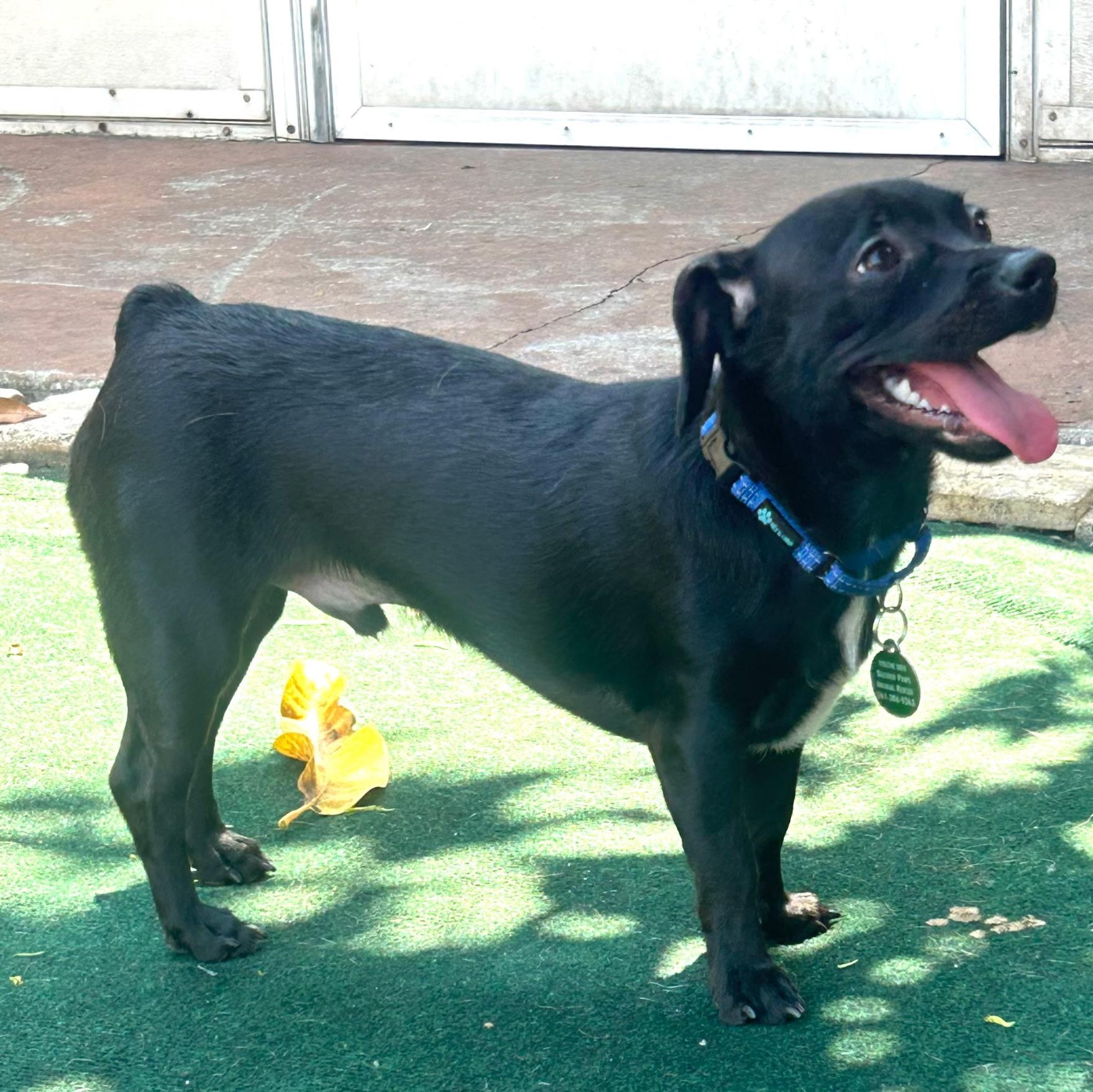 Tray, an adopted mixed breed in Lake Worth, FL image 1/6