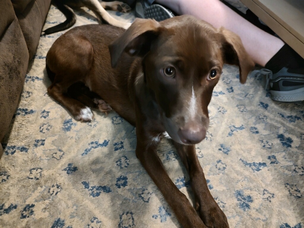 Polly, a Adopted mixed breed in Hot Springs, AR image 1/6