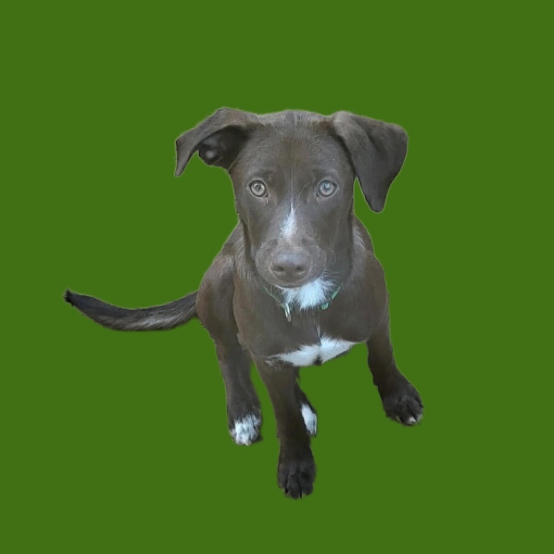 Polly, Adopted, Puppy Female Mixed Breed.