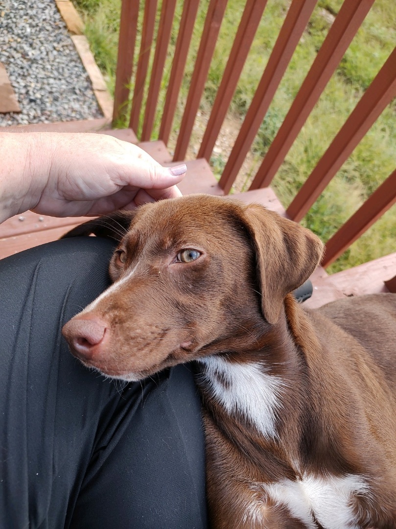 Polly, a Adopted mixed breed in Hot Springs, AR image 3/6