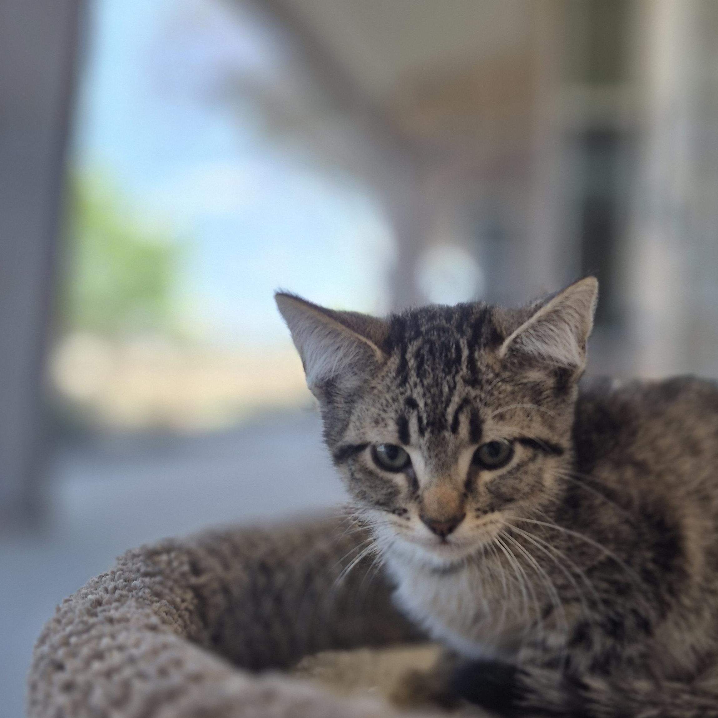 Enlarge Torvi, an adopted Domestic Short Hair in Schertz, TX image 1/1