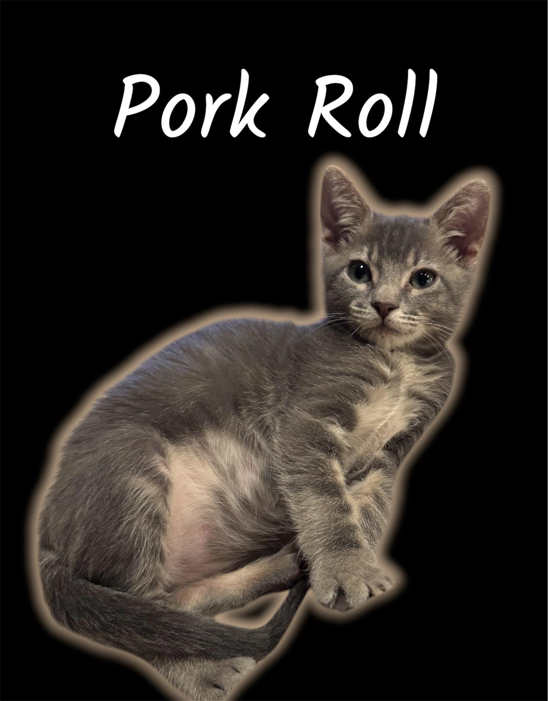 Enlarge Pork Roll, a ADOPTABLE Domestic Short Hair in Auburn, CA image 1/1