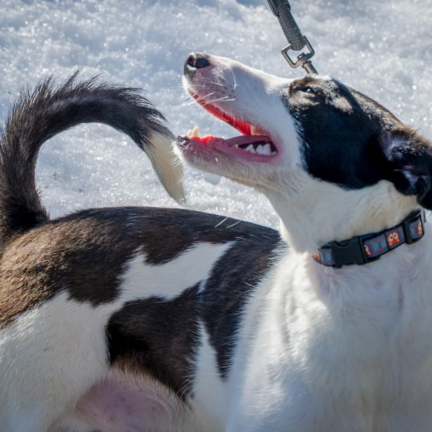 Enlarge Tundra, a Adoptable mixed breed in HANSON, MA image 4/4