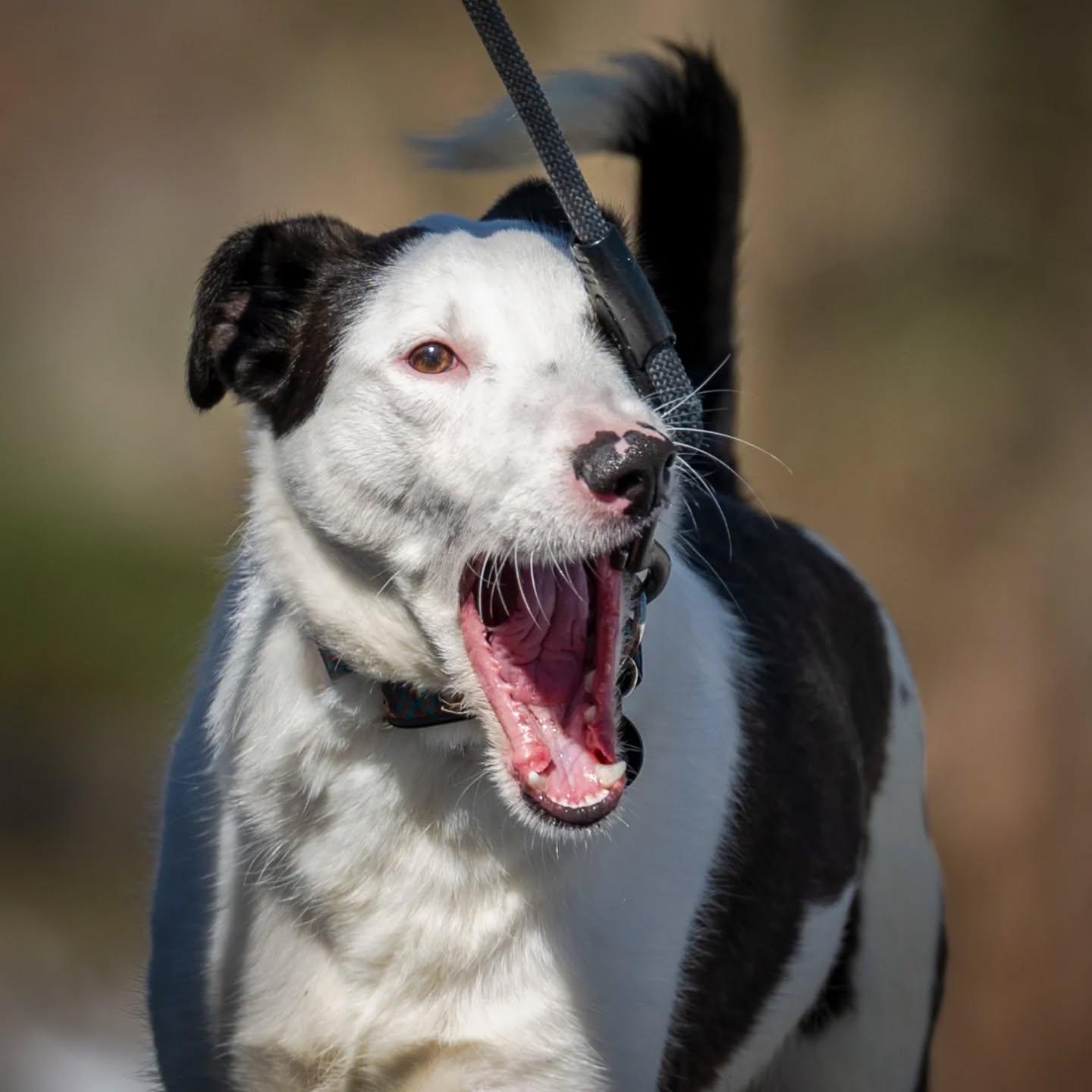 Enlarge Tundra, a Adoptable mixed breed in HANSON, MA image 1/4