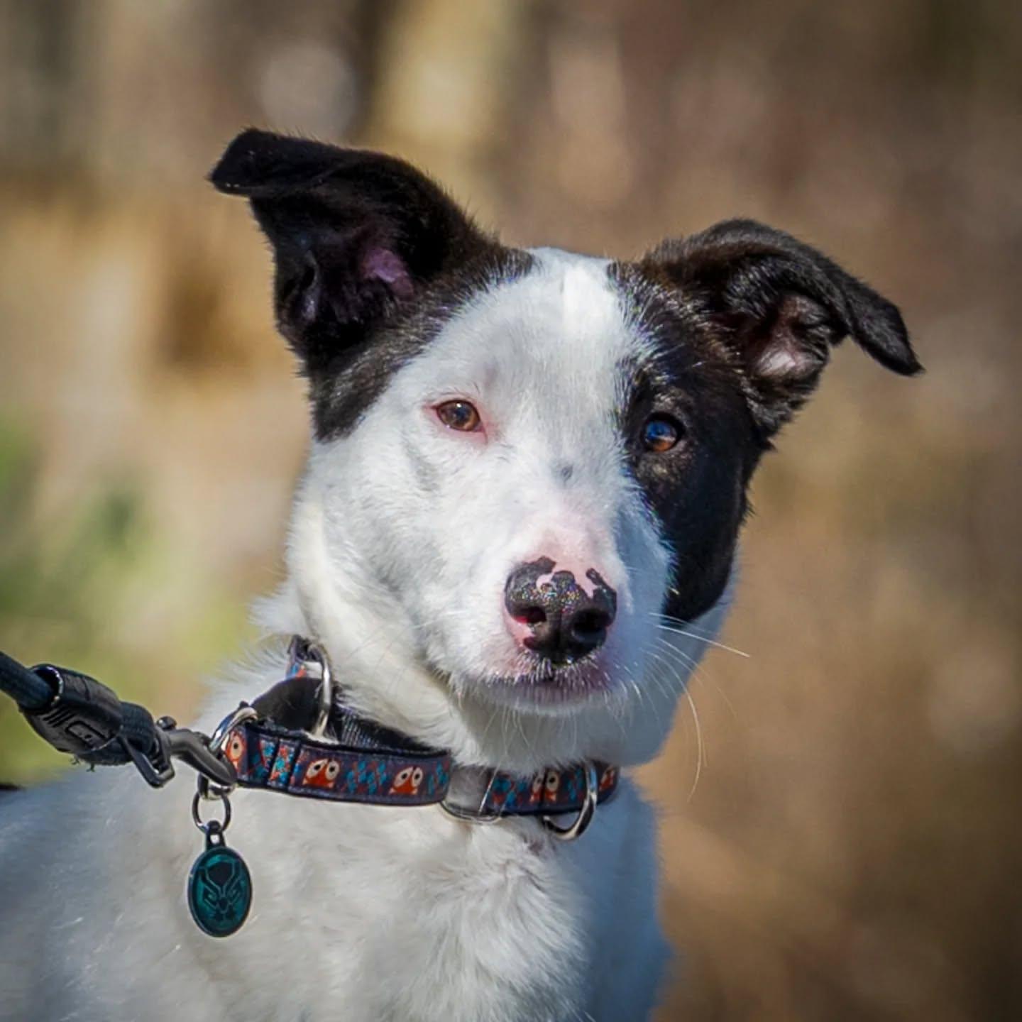 Enlarge Tundra, a Adoptable mixed breed in HANSON, MA image 3/4