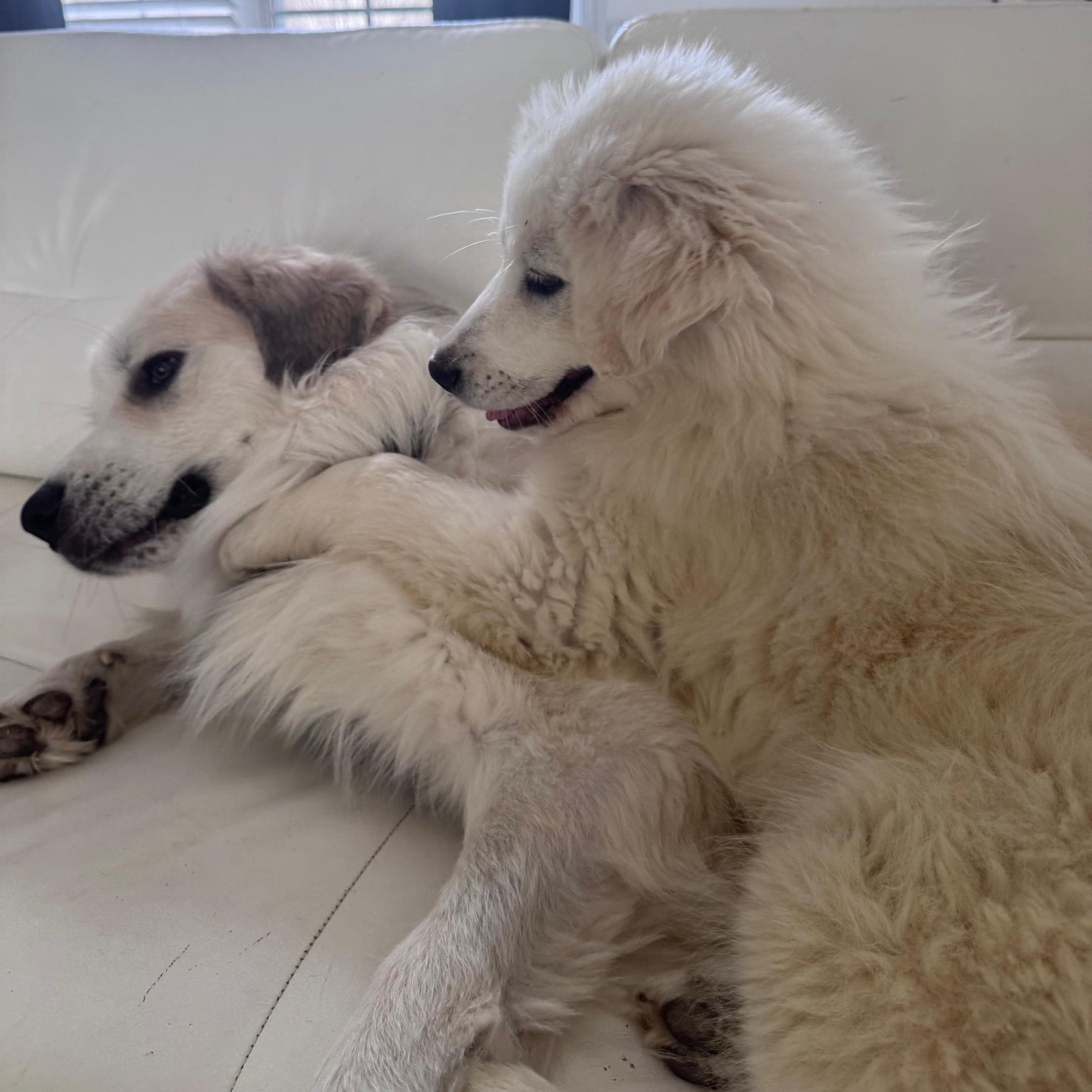 Enlarge CeCe Hamill, an adopted Great Pyrenees in Atlanta, GA image 5/6