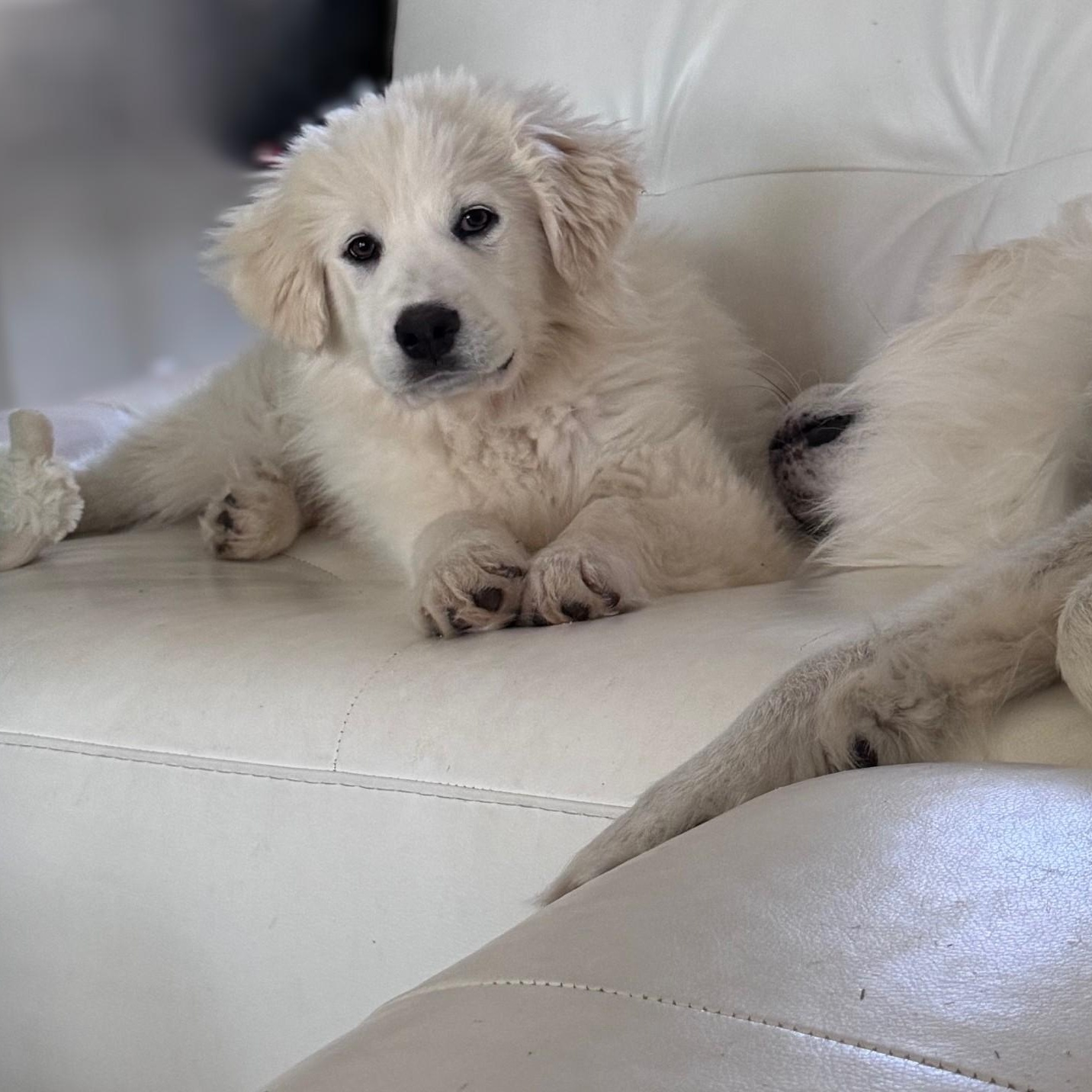 Enlarge CeCe Hamill, an adopted Great Pyrenees in Atlanta, GA image 3/6