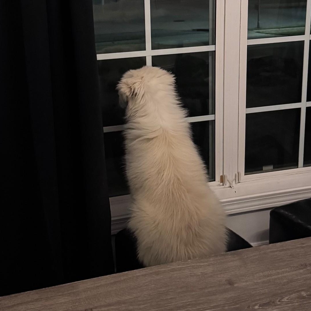 Enlarge CeCe Hamill, an adopted Great Pyrenees in Atlanta, GA image 4/6