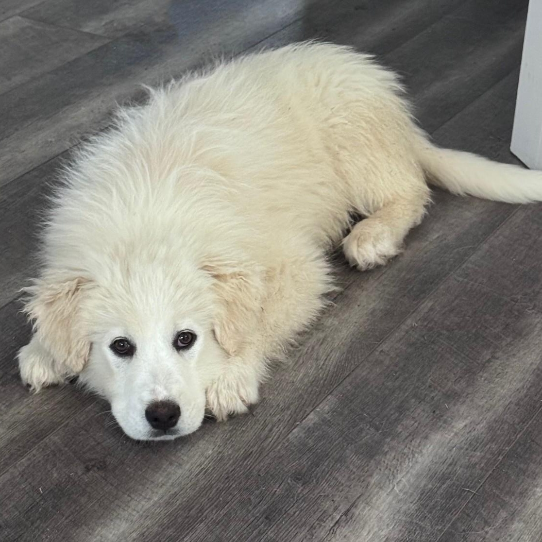 Enlarge CeCe Hamill, an adopted Great Pyrenees in Atlanta, GA image 2/6